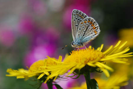tender little butterfly sits on a yellow flower