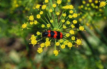 insects collect pollen on a warm summer dayの写真素材
