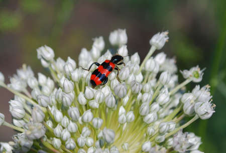insects collect pollen on a warm summer day