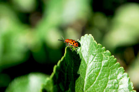 bright red ladybug sitting on a green leaf