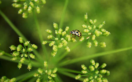 bright yellow ladybug sitting on parsley inflorescence