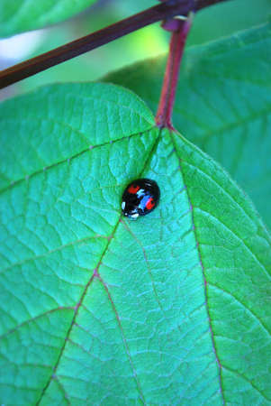 bright black and red ladybug sitting on a green leaf