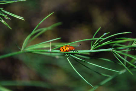bright red ladybug sitting on a green leaf of asparagus
