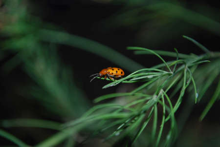 bright red ladybug sitting on a green leaf of asparagusの写真素材