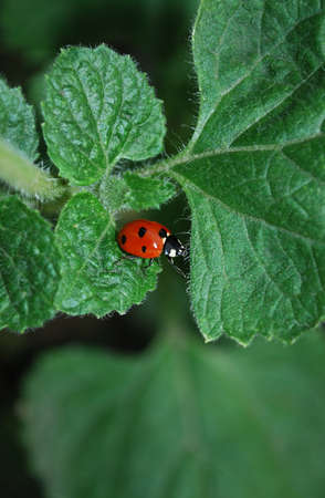 bright red ladybug sitting on a green leaf