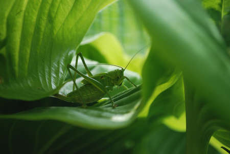 a green grasshopper with a large mustache sits on a leafの写真素材