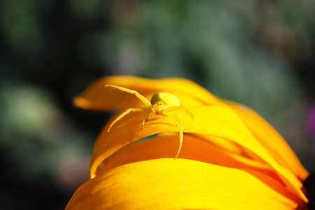 little yellow spider sits on flower petalsの写真素材
