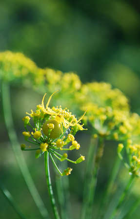 a small yellow spider sits on an inflorescence of parsleyの写真素材