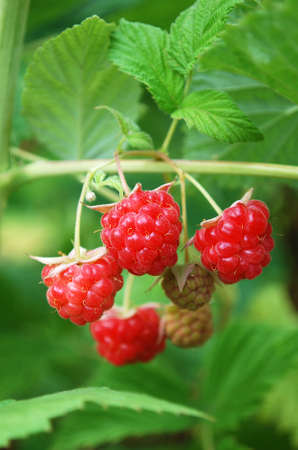 bright tasty raspberries ripened in the home garden