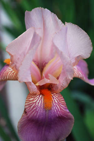 bright pink iris flowers among green leaves