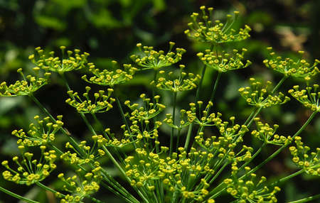 inflorescences of dill blooming in small yellow flowersの写真素材