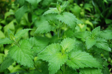 bright green mint leaves for fragrant tea