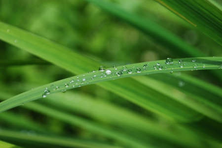 drops after summer rain on bright green leavesの写真素材