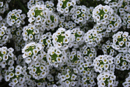 white alissium inflorescences adorn the summer flower bedの写真素材