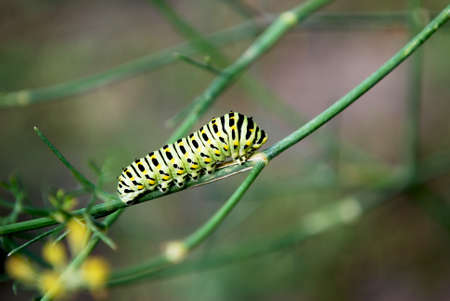 bright green caterpillar creeping along a branch of dill