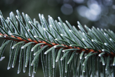 Fluffy spruce branch covered with delicate white snow