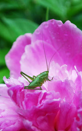 green grasshopper sits on the petals of a bright pink peony