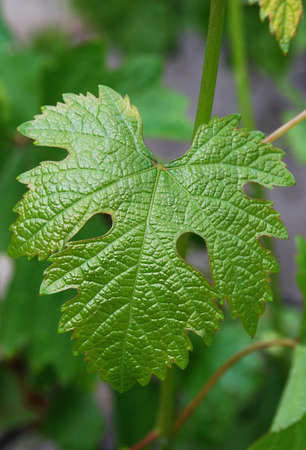 the first tender leaves of the vine blossomed on a spring day