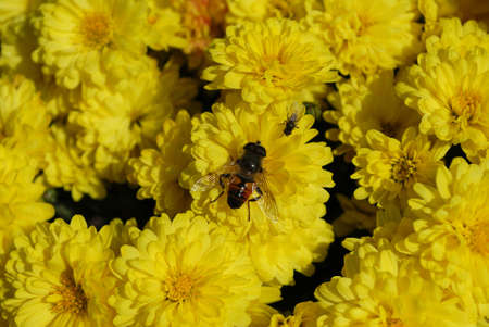 bright buzzer fly collects pollen from flowers in the autumn garden