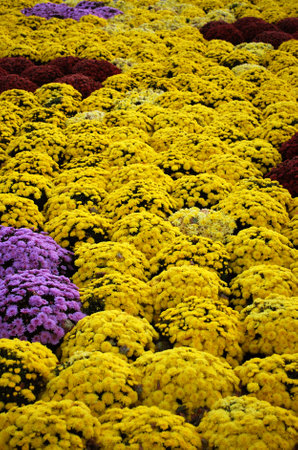 yellow, red, pink chrysanthemum bushes create a colorful composition in the parkの写真素材