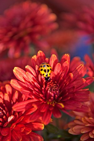bright yellow ladybug sits on a red chrysanthemum flower