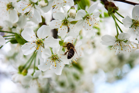 bee collects pollen from white cherry flowers