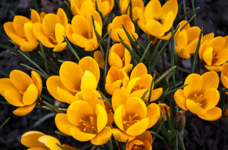Yellow crocuses in the garden. Early spring. Flower bed.