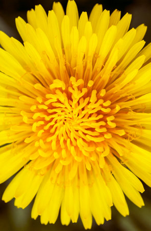 bright yellow dandelions among green foliageの写真素材