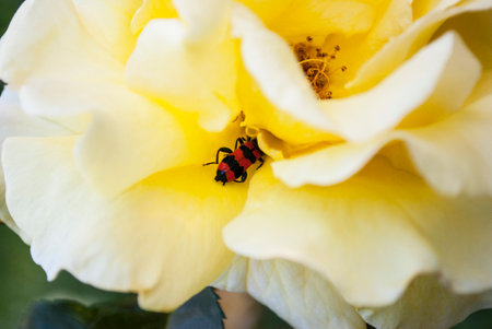 bright red beetle among delicate rose petals