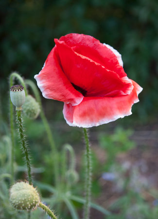 red poppies on a background of green leavesの写真素材