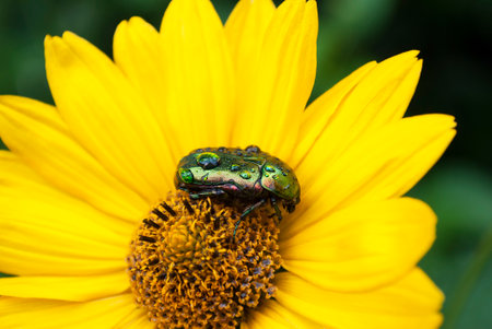 a bright bronze beetle covered with raindrops sits on a yellow flowerの写真素材