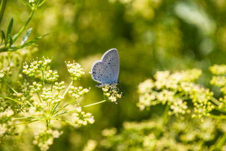 small blue butterfly on a parsley inflorescenceの写真素材