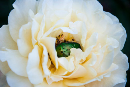 Bronze beetle hid in the petals of a yellow roseの写真素材