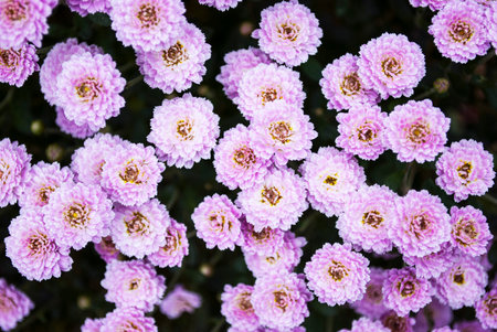 bush of soft pink small chrysanthemums