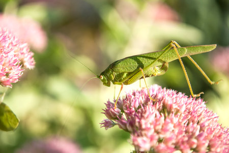 Grasshopper on a pink flower in the garden. macro