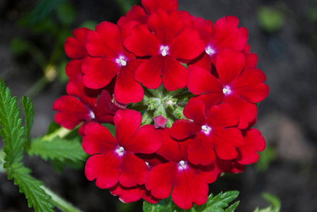 Red flowers of verbena (Verbena officinalis)の写真素材