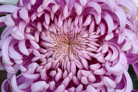 raindrops on a large pink chrysanthemumの写真素材