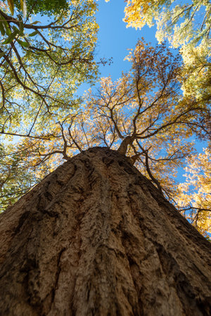 Low angle view of a tall tree in the forest during autumn seasonの写真素材
