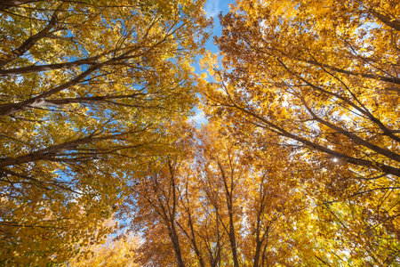 Autumn leaves in the forest, view from below into the skyの写真素材