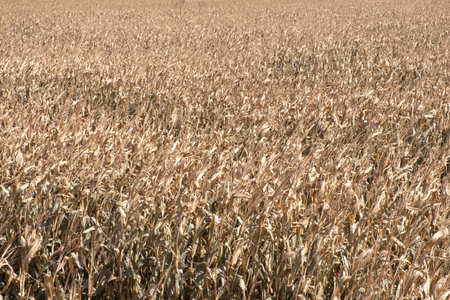 Dry corn field in autumn, ready for harvest. Agricultural background