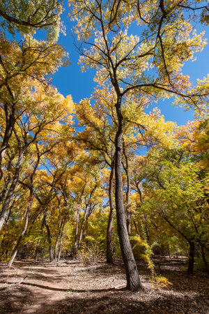 Autumn forest with yellow and red trees and blue sky background.の写真素材
