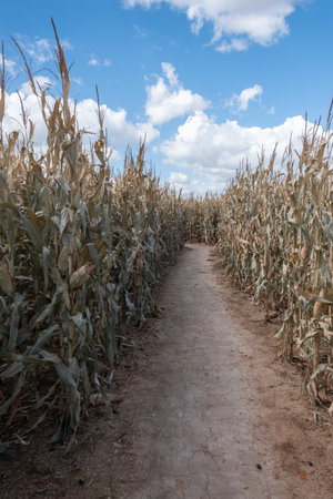 Corn field with blue sky and white clouds, corn field in summerの写真素材