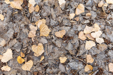 Dry leaves on the ground. Autumn background. Top view.の写真素材