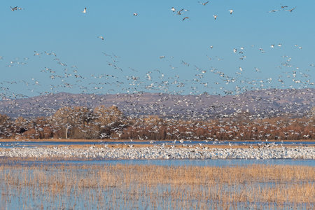 A flock of sandhill cranes flying over a frozen lake.の写真素材