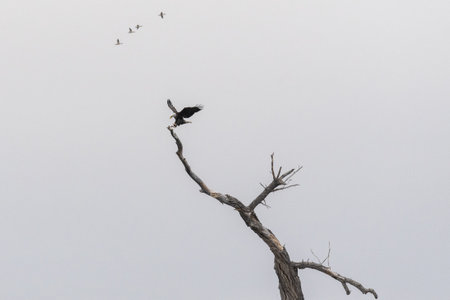 Cormorant on dead tree, Chobe National Park, Botswana, Africa