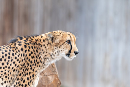 Close up of cheetah (Acinonyx jubatus)