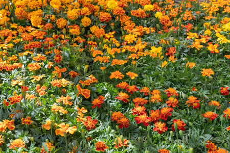 Marigold flowers in the garden. Marigold flowerbed.の写真素材
