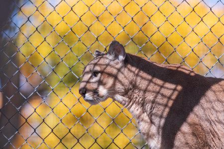 Mountain Lion (Puma concolor) in the cage.