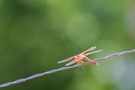 Orange dragonfly resting on a barbed wire in the garden.の写真素材