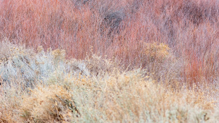 dry grass in winter, shallow depth of field, soft focus background